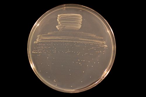 Bradyrhizobium japonicum